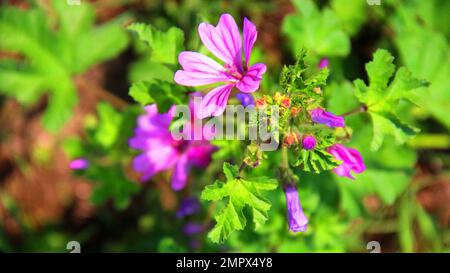 Ein selektiver Fokus auf eine malva-Pflanze mit rosa Blumen und Knospen Stockfoto