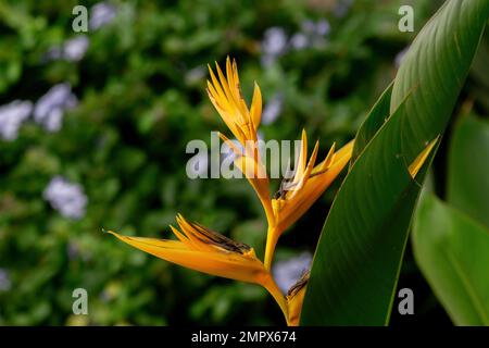 Die Blume des Gelben Paradiesvogel blühte auf der Pflanze. Selektiver Fokus verwendet. Stockfoto