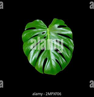 Monstera Deliciosa. Großes grünes tropisches Blatt, ausgeschnitten auf schwarzem Hintergrund. Großes exotisches, glänzendes Blatt, üppige Pflanze, Dschungelmuster. Stockfoto