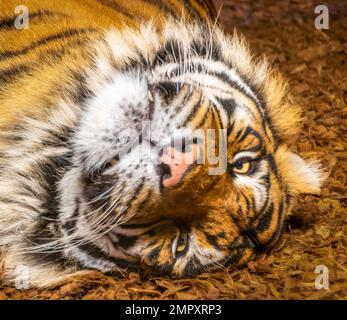 Nahaufnahme eines Sumatra-Tigers, der kopfüber liegt Stockfoto
