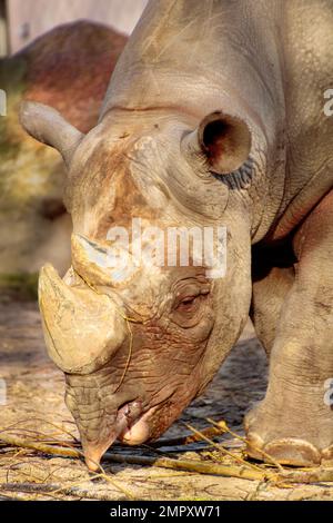 Nahaufnahme eines schwarzen Nashorns mit einem Snack in der Sonne Stockfoto