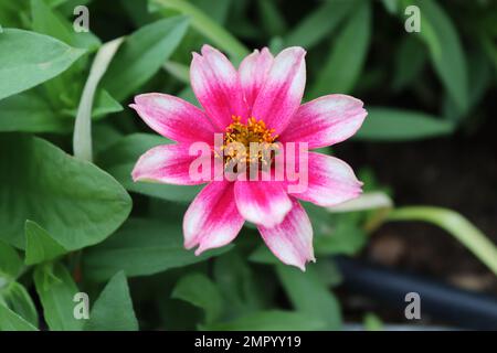 Nahaufnahme von rosa Zinnia elegans (gemeine Zinnia, Dahlia) Blumen im Garten mit den Blättern. Hintergrund der Blumentwicklung. Stockfoto