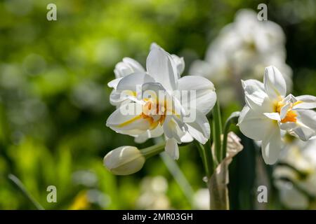Narcissus 'Erlicheer' Doppel-Narzissen aus der Nähe Stockfoto