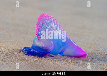 Foto einer gestrandeten Blauen Qualle am Strand von Bahia während des Tages in Brasilien im März 2014 Stockfoto