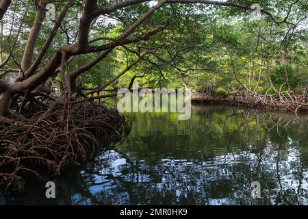 Küstenlandschaft mit Mangrovenbäumen, die im Meerwasser wachsen. Samana, Dominikanische Republik Stockfoto