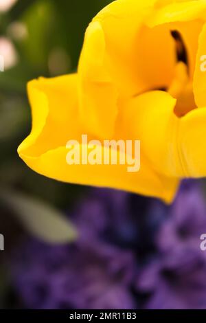 Makro-Nahaufnahme einer gelben Tulpe, unscharfer Hintergrund Stockfoto