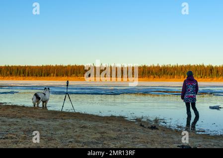 Eine Fotografin steht in Stiefeln im Wasser eines Quellflusses mit Eis neben einem weißen Hund und einem Telefon auf einem Stativ. Stockfoto