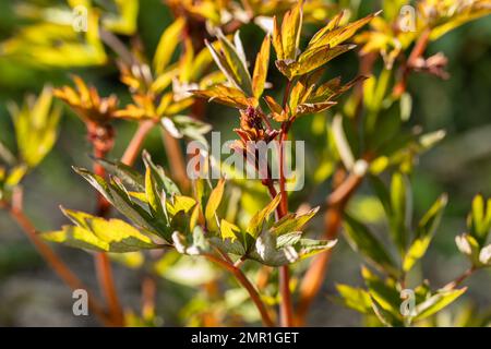 Das blühende Dicentra zeigt „Goldherz“ im Garten Stockfoto