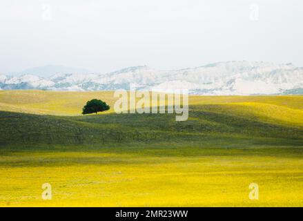 Wunderschöner einsamer grüner Quellbaum auf dem Land, umgeben von einem gelben Naturfeld. Im Frühling georgia Vashlovani Nationalpark Stockfoto