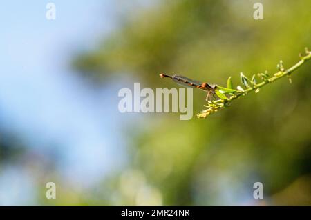 Damselfly hat sich auf Blattfahrt in Sydney, New South Wales, Australien niedergelassen (Foto: Tara Chand Malhotra) Stockfoto