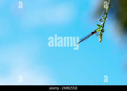 Damselfly hat sich auf Blattfahrt in Sydney, New South Wales, Australien niedergelassen (Foto: Tara Chand Malhotra) Stockfoto