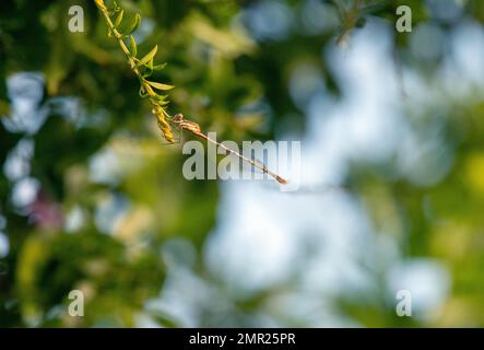 Damselfly hat sich auf Blattfahrt in Sydney, New South Wales, Australien niedergelassen (Foto: Tara Chand Malhotra) Stockfoto