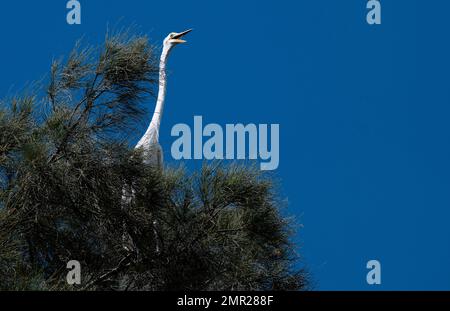 Ein östlicher großer Egret (Ardea modesta) hoch oben auf einem Baum am Himmel in Sydney, NSW, Australien (Foto: Tara Chand Malhotra) Stockfoto