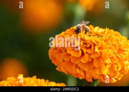 Ein flacher Brennpunkt einer Biene, die auf dem Feld Nektar auf Cempasuchilblüten sammelt Stockfoto