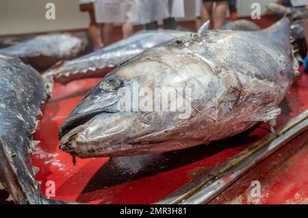 Fischkonservenfabrik (USISA), Isla Cristina, Spanien Stockfoto