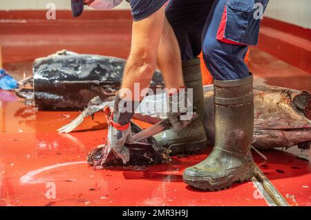 Schneiden und Vorbereiten von Fisch für die Konservenherstellung, Fischkonservenfabrik (USISA), Isla Cristina, Spanien Stockfoto