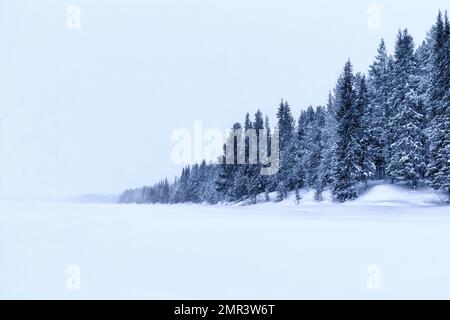 Winterlandschaft im Norden Schwedens. Wald in der Nähe von Kiruna Stockfoto