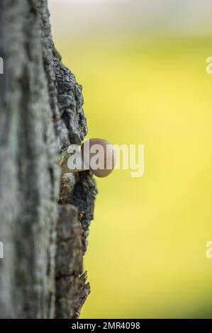 Ein vertikaler Schuss eines Cyclocybe aegerita Pilzes, der auf einem Baum wächst Stockfoto