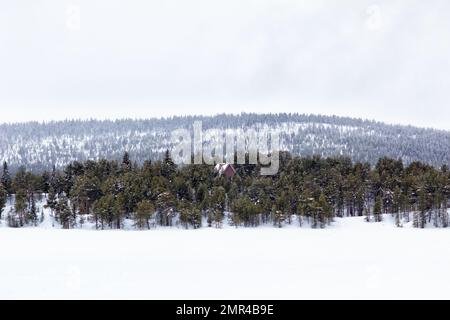 Winterlandschaft im Norden Schwedens. Wald in der Nähe von Kiruna Stockfoto