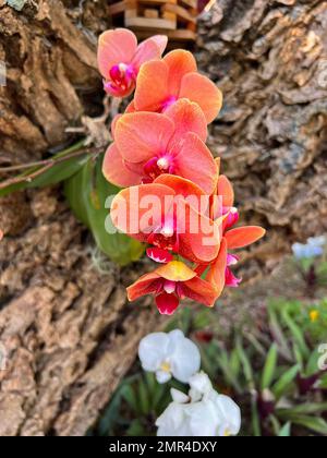 Eine Nahaufnahme orangefarbener Phalaenopsis Orchideenblüten in einem Garten Stockfoto