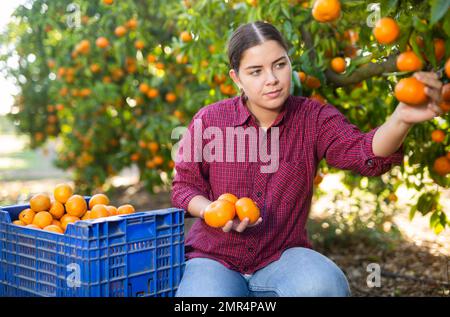 Positive beschäftigte junge Landwirtin, die an sonnigen Tagen im Garten reife Tangerinen erntet Stockfoto