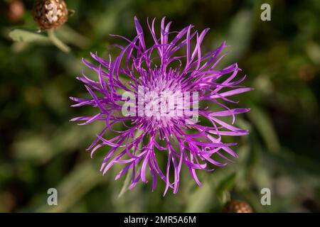 Centaurea Jakea, Draufsicht braune Knapweed Violette Blüten in Wiese Makro selektiv Fokus Stockfoto