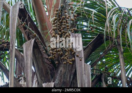 Von Mauritia flexuosa hängende braune Buriti-Frucht, bekannt als Moriche-Palme, ité-Palme, ita, Buriti, Muriti, Miriti, canangucho, acho oder aguaje ist A Stockfoto