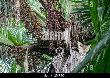 Von Mauritia flexuosa hängende braune Buriti-Frucht, bekannt als Moriche-Palme, ité-Palme, ita, Buriti, Muriti, Miriti, canangucho, acho oder aguaje ist A Stockfoto