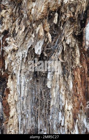 Das verrottete Holz im Wald ist eine Brutstätte für gute und böse Insekten. Altes verdorbenes Stamm eines umgestürzten Baumes. Abstrakter Hintergrund. Stockfoto