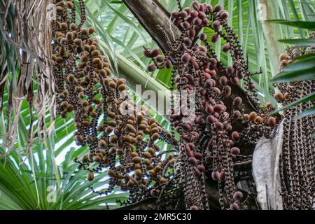 Von Mauritia flexuosa hängende braune Buriti-Frucht, bekannt als Moriche-Palme, ité-Palme, ita, Buriti, Muriti, Miriti, canangucho, acho oder aguaje ist A Stockfoto