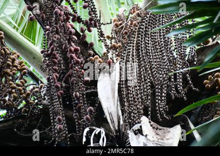 Von Mauritia flexuosa hängende braune Buriti-Frucht, bekannt als Moriche-Palme, ité-Palme, ita, Buriti, Muriti, Miriti, canangucho, acho oder aguaje ist A Stockfoto