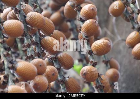 Von Mauritia flexuosa hängende braune Buriti-Frucht, bekannt als Moriche-Palme, ité-Palme, ita, Buriti, Muriti, Miriti, canangucho, acho oder aguaje ist A Stockfoto