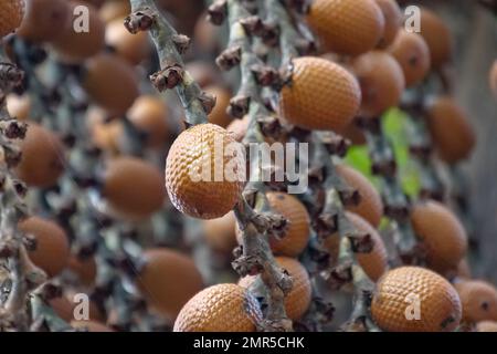 Von Mauritia flexuosa hängende braune Buriti-Frucht, bekannt als Moriche-Palme, ité-Palme, ita, Buriti, Muriti, Miriti, canangucho, acho oder aguaje ist A Stockfoto