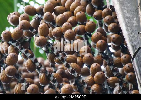 Von Mauritia flexuosa hängende braune Buriti-Frucht, bekannt als Moriche-Palme, ité-Palme, ita, Buriti, Muriti, Miriti, canangucho, acho oder aguaje ist A Stockfoto