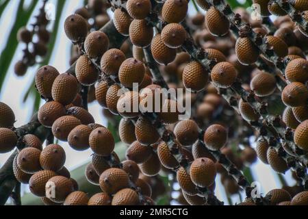 Von Mauritia flexuosa hängende braune Buriti-Frucht, bekannt als Moriche-Palme, ité-Palme, ita, Buriti, Muriti, Miriti, canangucho, acho oder aguaje ist A Stockfoto