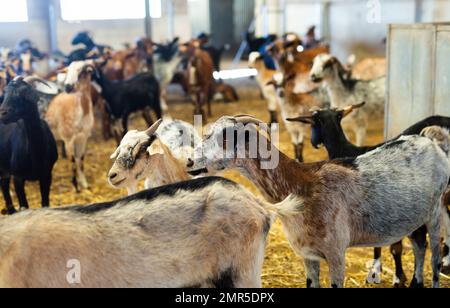 Ziegenherde mit Ohrmarken im Stall mit Heu im Herbst, Milchwirtschaft und Fleischproduktion Stockfoto