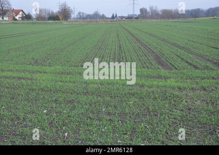 Für die nächste Saison kommen neue Plantagen. Kleine landwirtschaftliche Plantagen mit unterschiedlichen Kulturen und Kulturpflanzen in ländlichen Gebieten. Stockfoto