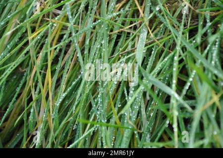 Frisches grünes Gras mit Taufläufen lässt nach Regen auf dem frischen Gras Wasser tropfen. Grünes Gras mit Wassertropfen auf den Blättern. Stockfoto