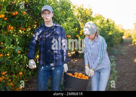 Gezielte positive europäische männliche und weibliche Pflücken reifer Bio-Mandarinen in Buskisten in Obstgärten oder auf dem Bauernhof an sonnigen Tagen Stockfoto