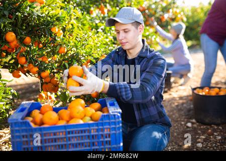 Der Bauer pflückt Mandarinen, packt Früchte in eine Kiste Stockfoto