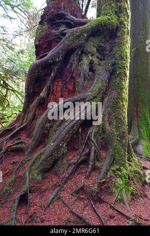 Eine westliche rote Zederne (Thuja plicata) mit Baumwurzeln, die sich um einen verfallenden Stumpf im Kanaka Creek Regional Park, Maple Ridge, B.C., Kanada schlängeln. Stockfoto