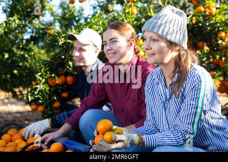 Drei fröhliche Gärtner vor Plastikboxen mit reifen Tangerinen, die an sonnigen Tagen auf dem Bauernhof die Ernte genießen Stockfoto