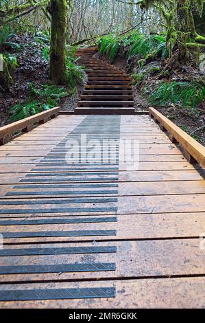 Eine Promenade, die zu hölzernen Treppen führt, entlang eines Wanderwegs im Kanaka Creek Regional Park im pazifischen Nordwesten - Maple Ridge, B. C., Kanada - vertikal. Stockfoto