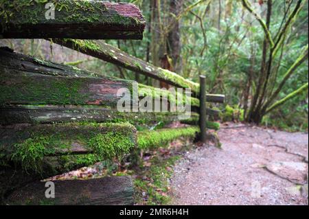 Ein Holzzaun mit geteilten Geländern, auf dem Moos auf einem Pfad im Kanaka Creek Regional Park - Pacific Northwest - Maple Ridge, B.C., Kanada wächst. Stockfoto