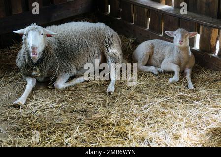 Lämmer und Schafe in Tierhaltung, Landwirtschaft und Ökologie Stockfoto