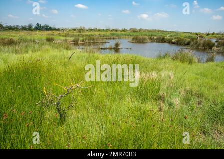 Feuchtgebiete an der Küste des Bay of Yves Marsh Nature Reserve, Charente Maritime, Frankreich in der Nähe von La Rochelle an der Westatlantikküste Stockfoto