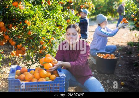 Positive beschäftigte junge Landwirtin, die an sonnigen Tagen im Garten reife Tangerinen erntet Stockfoto