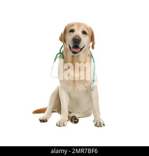 Süßer Labrador-Hund mit Stethoskop als Tierarzt auf weißem Hintergrund Stockfoto