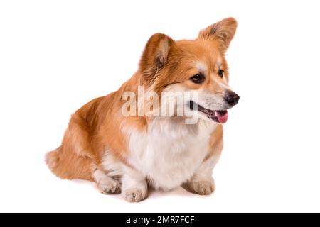 Süßer, flauschiger walisischer Corgi Pembroke vor weißem Hintergrund. Stockfoto