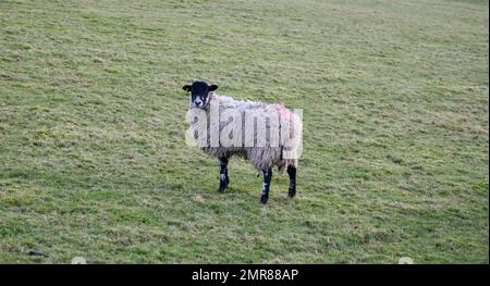 Ein hübsch aussehendes Schaf auf Pendle Hill, Lancashire, Großbritannien, Europa Stockfoto